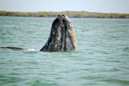 A California Gray Whale raises his head to take a look in Baja's Magdalena Bay